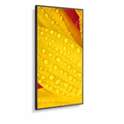 Immagine di Multisync me651