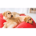 Immagine di Aspirapolvere a traino con sacco 850 Bianco HOOVER HE720PET 011 39002263