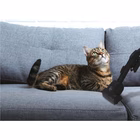 Immagine di Aspirapolvere a traino con sacco 850 Bianco HOOVER HE721PAF 011 39002315